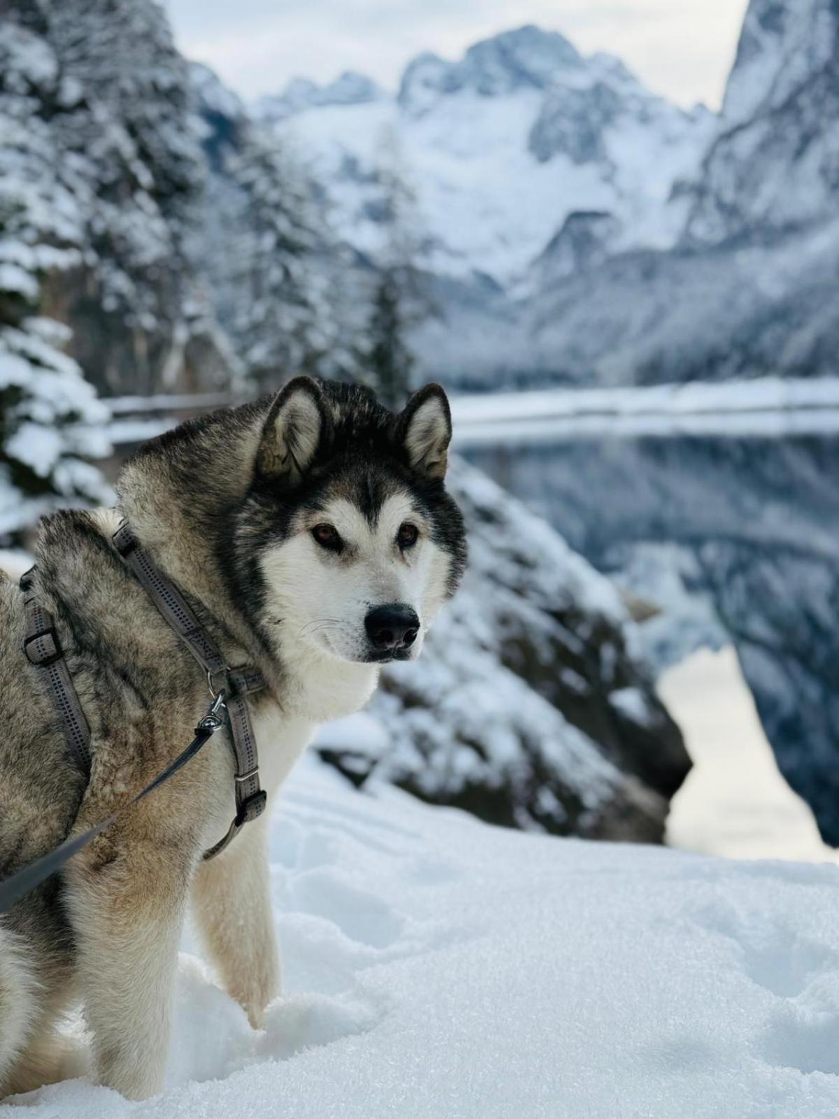 Dangos Mountainview Gosau Διαμέρισμα Εξωτερικό φωτογραφία